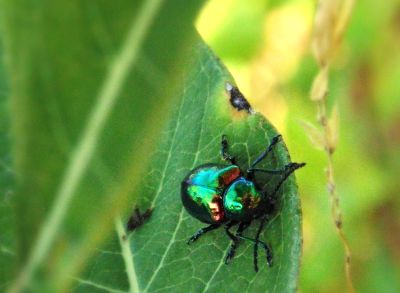 insektenfrei durch Fliegengitter