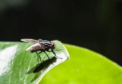 insektenschutz drehrahmen